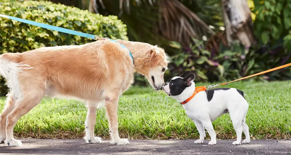 How to Socialize an Older Dog: Expert Trainer Tips | BeChewy