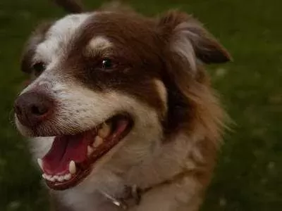Guide Introduction to Dogs Teeth Health