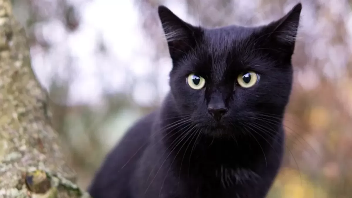 Why Are Black Cats Considered Bad Luck?