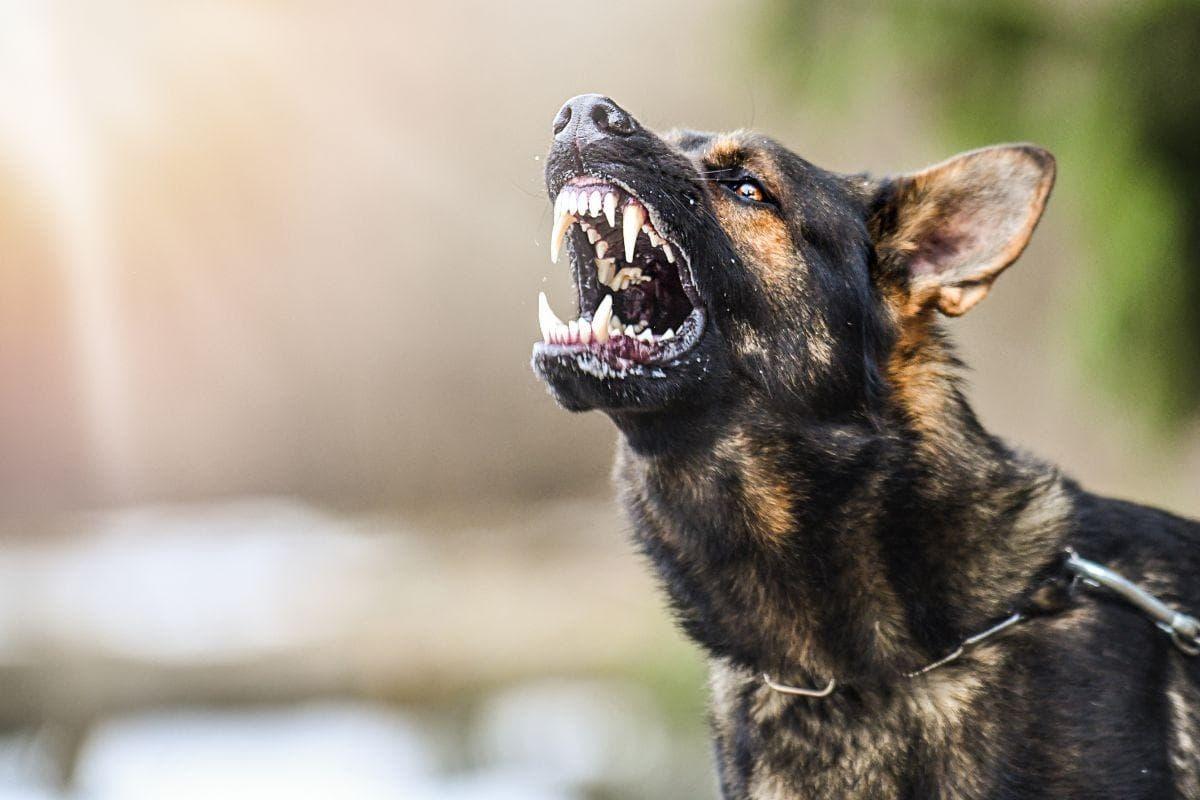 10 most aggressive breeds of adorable dog