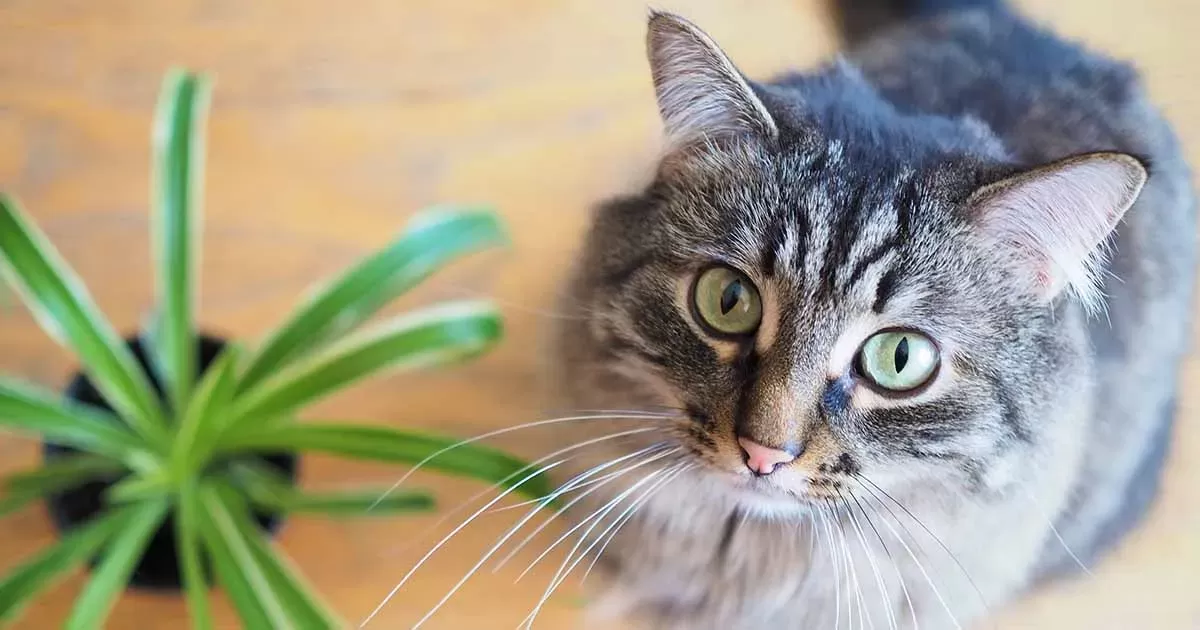 Are Spider Plants Toxic to Cats? 