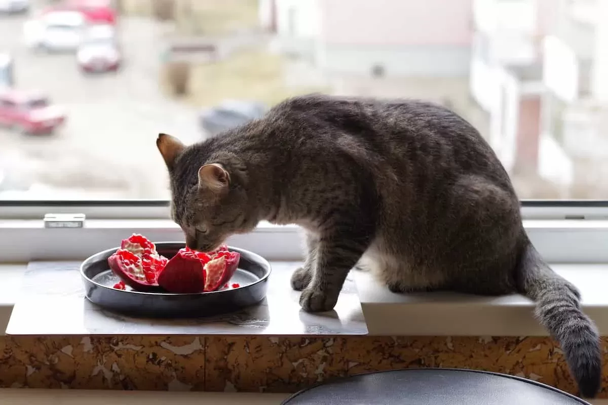 Can Cats Eat Pomegranates?