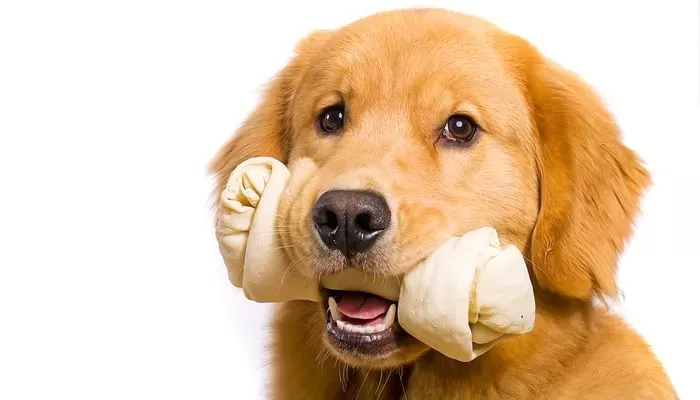 Is Rawhide Bad for Dogs