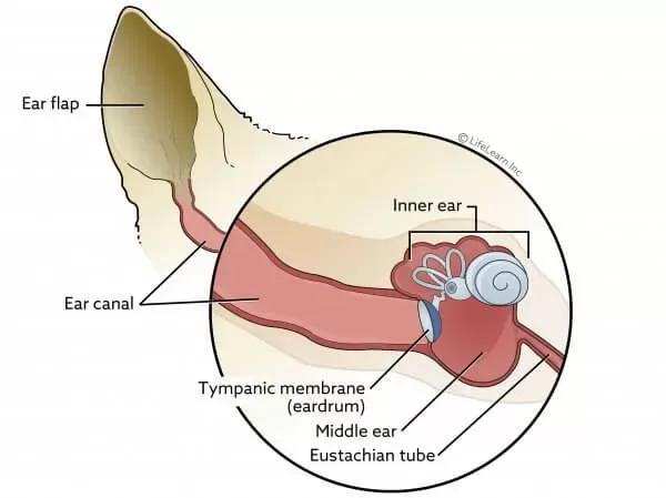 Enfermedad vestibular idiopática en perros