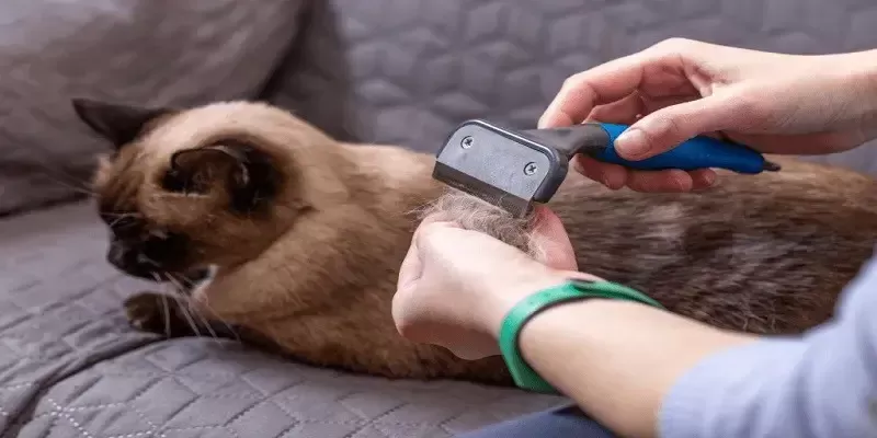 How To Groom A Siamese Cat?