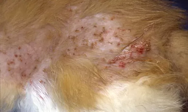 Allergic dermatitis in cats treatment hotsell