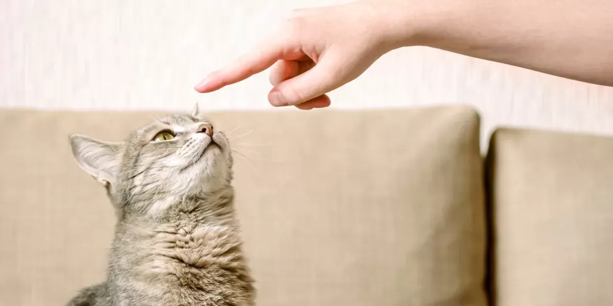 5 Easy Tricks to Teach Your Cat According to a Cat Behaviorist - Cats.com