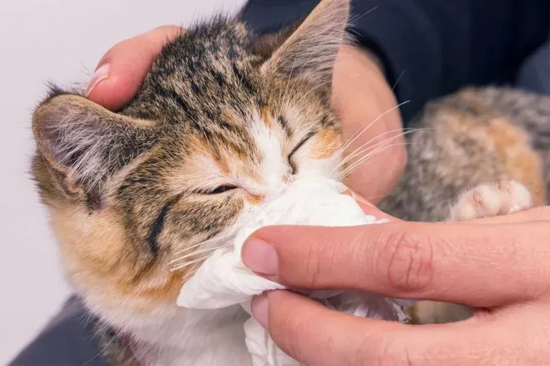 Can Cats Get Colds