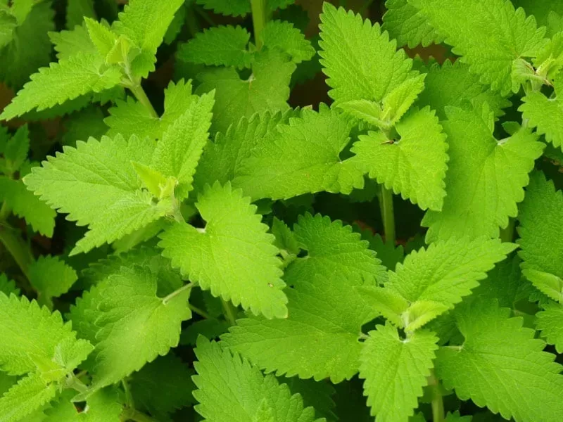 How to Grow Catnip Plants in Your Garden or Indoors – Bonnie Plants