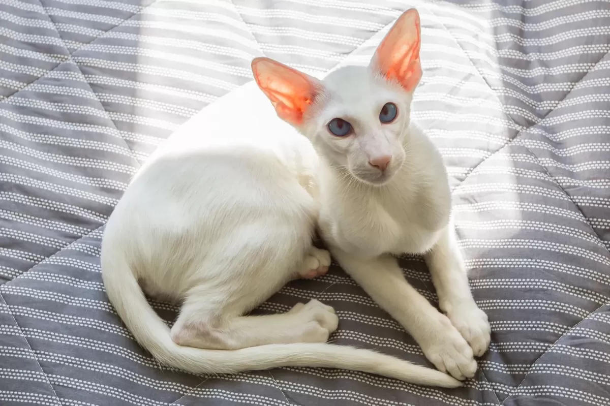 Oriental Shorthair: Breed Profile, Characteristics & Care