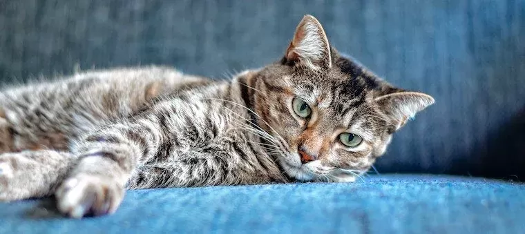 Colitis in Cats