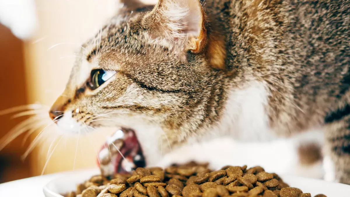 Cat Vomits after Every Meal