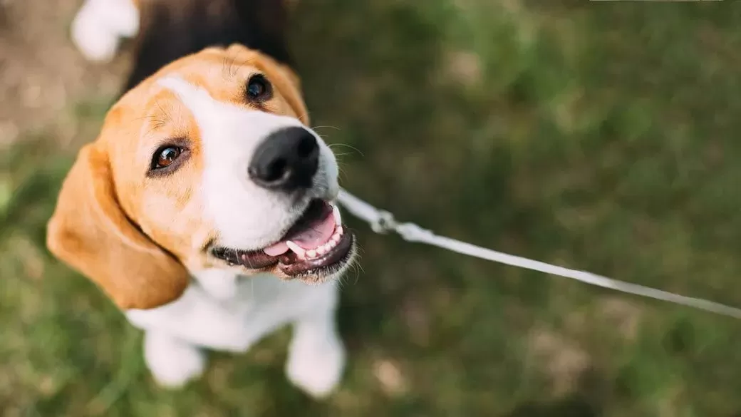 KÖPEKLER SOĞAN YIYEBILIR MI