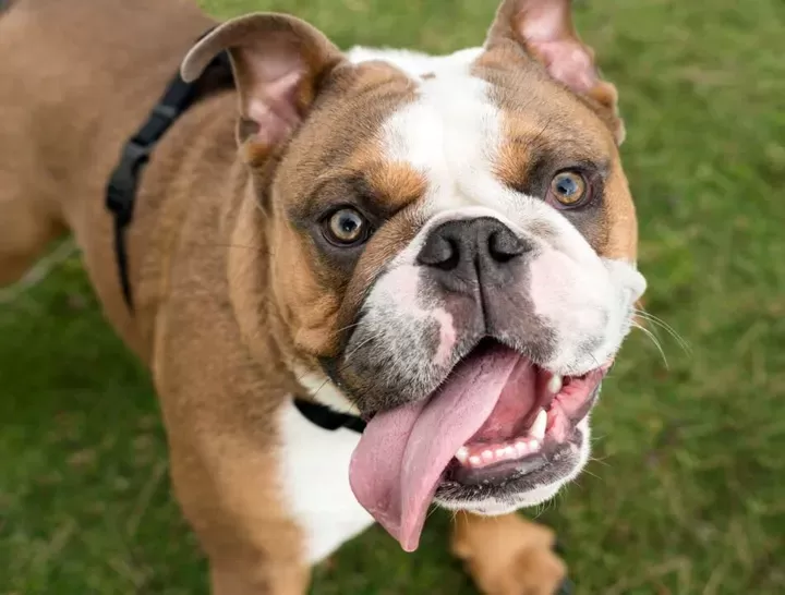 ¿Por qué la lengua de los perros es blanca?