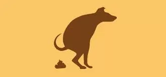 The Mystery of Dog Pooping Clear Liquid: Causes and Concerns