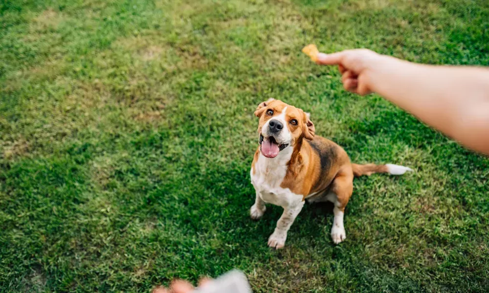 How many treats should I feed my dog?