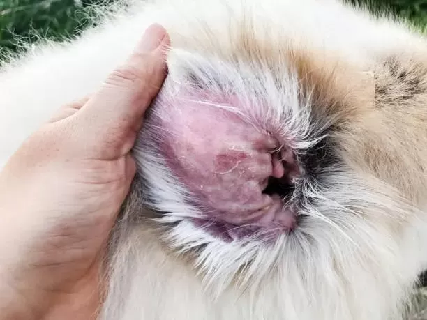 Malassezia dermatitis in dogs treatment best sale