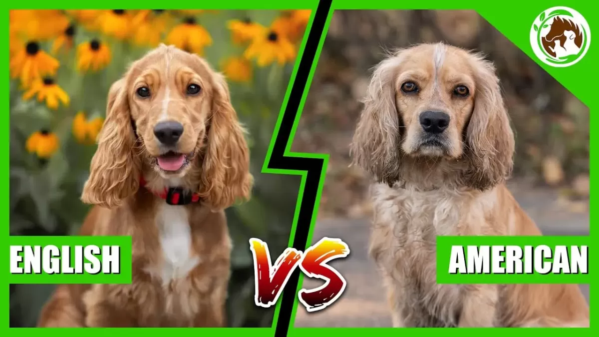 English vs American Cocker Spaniel