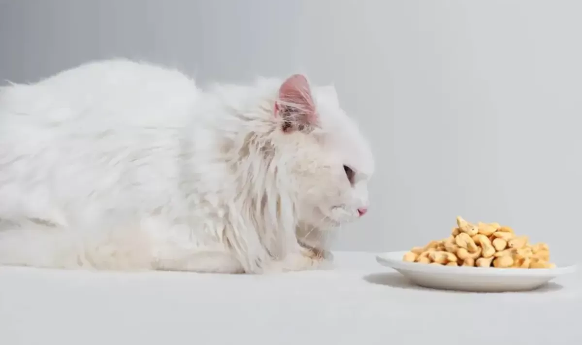 Can Cats Eat Cashews? YES! That OK To Feed Your Cats