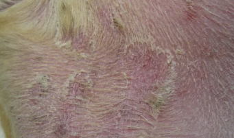 Dog Psoriasis