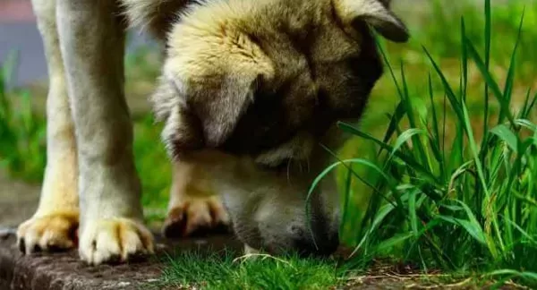 Understanding Why Your Dog Suddenly Eats Grass Like Crazy-Puainta®