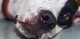 Warts on Dog's Mouth