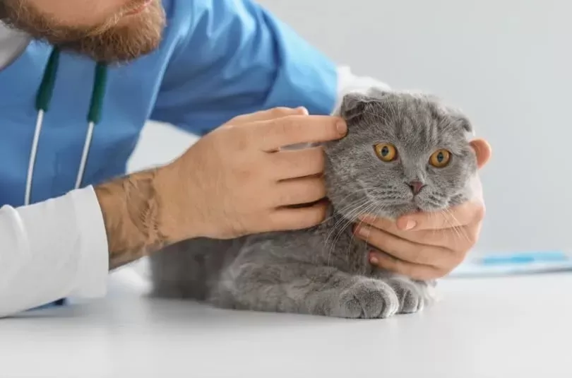 Are Scottish Fold Cats in Pain