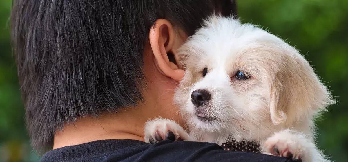 Can Dogs Sense Good and Evil?