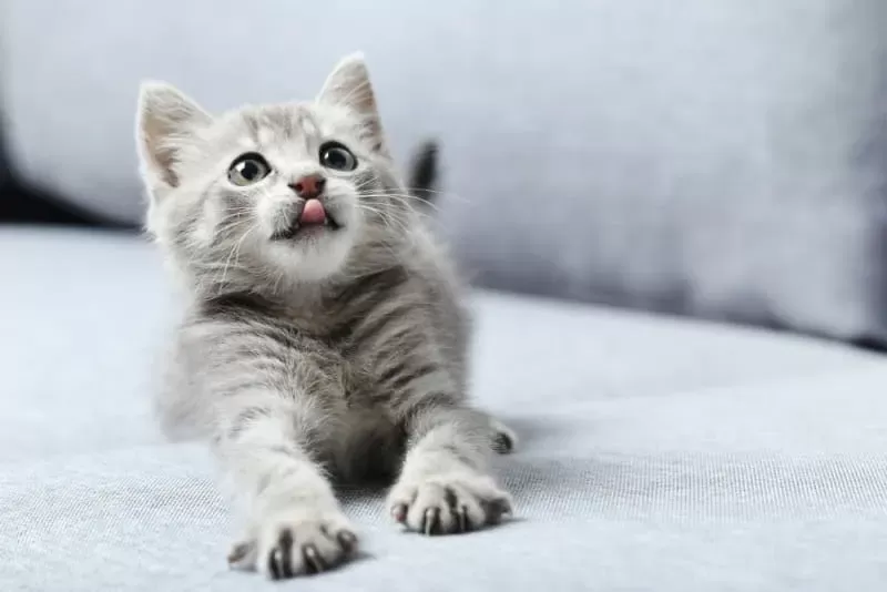 do cats lose baby teeth?