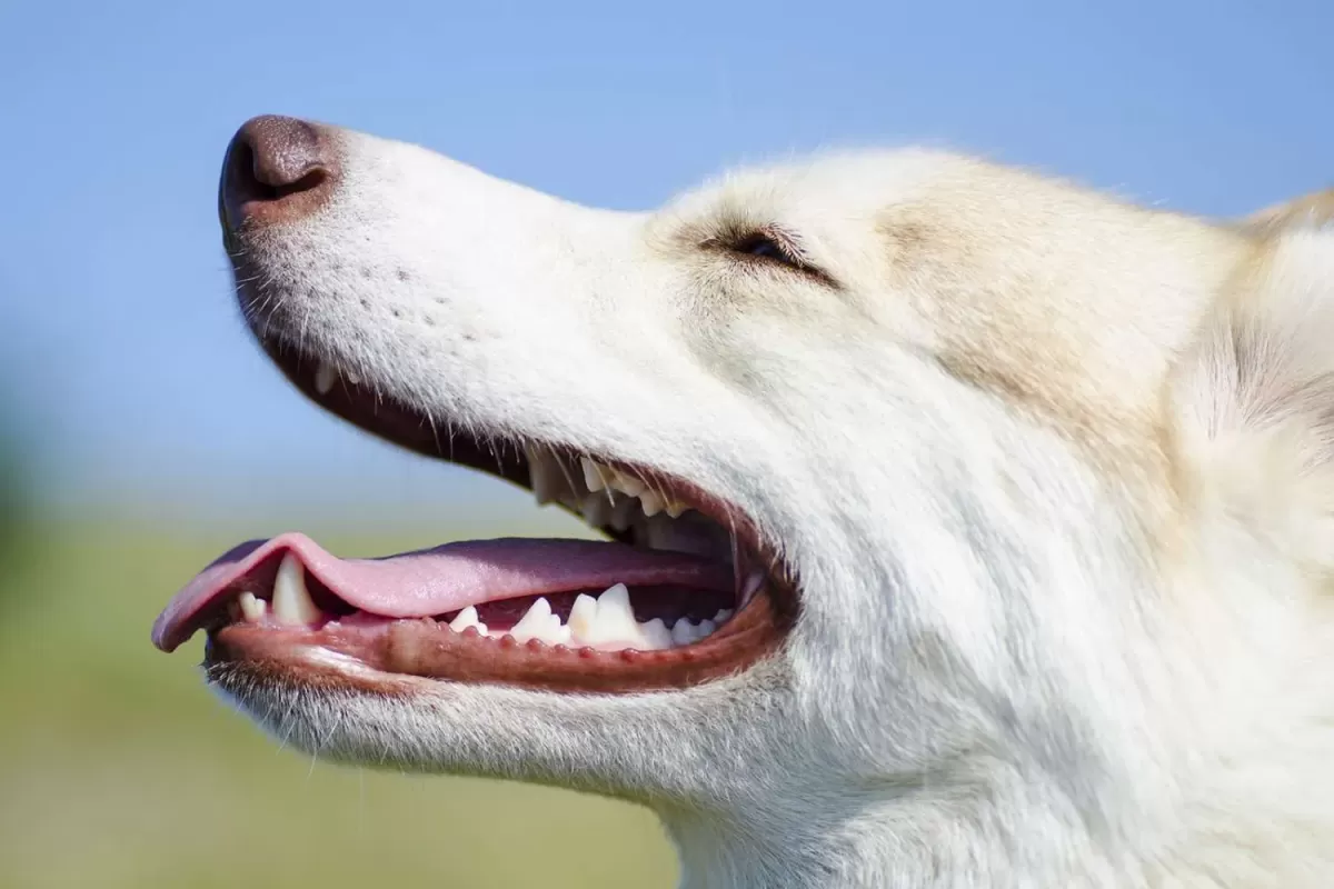 Is a Dog Mouth Cleaner Than a Human's