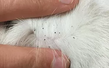 What Do Fleas Look Like on Cats