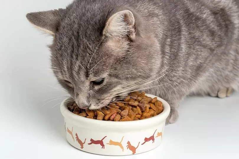 Nourishing Your Feline Friend Food for Cats with Sensitive