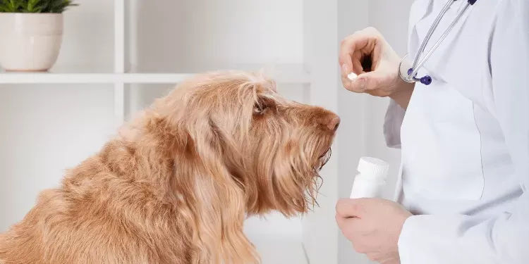 Cough Medicine for Dogs