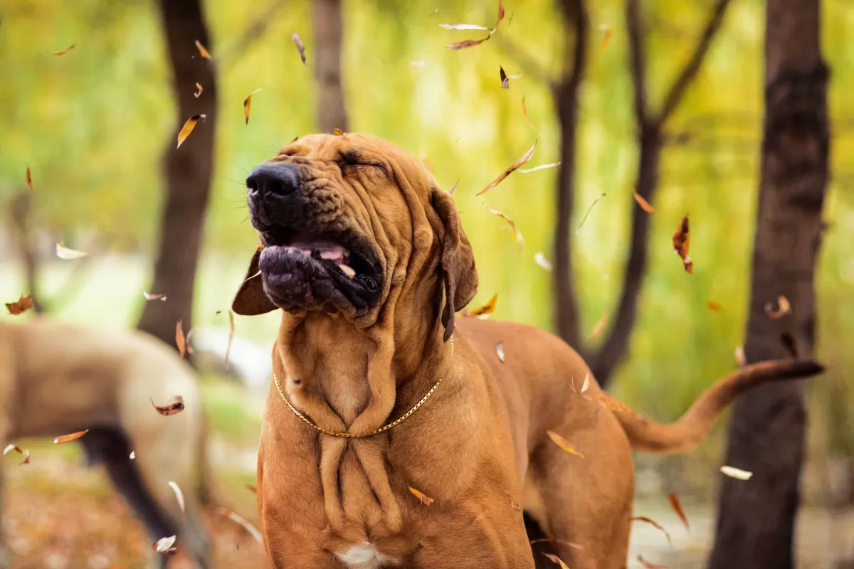 Home Remedies for Sneezing Dog