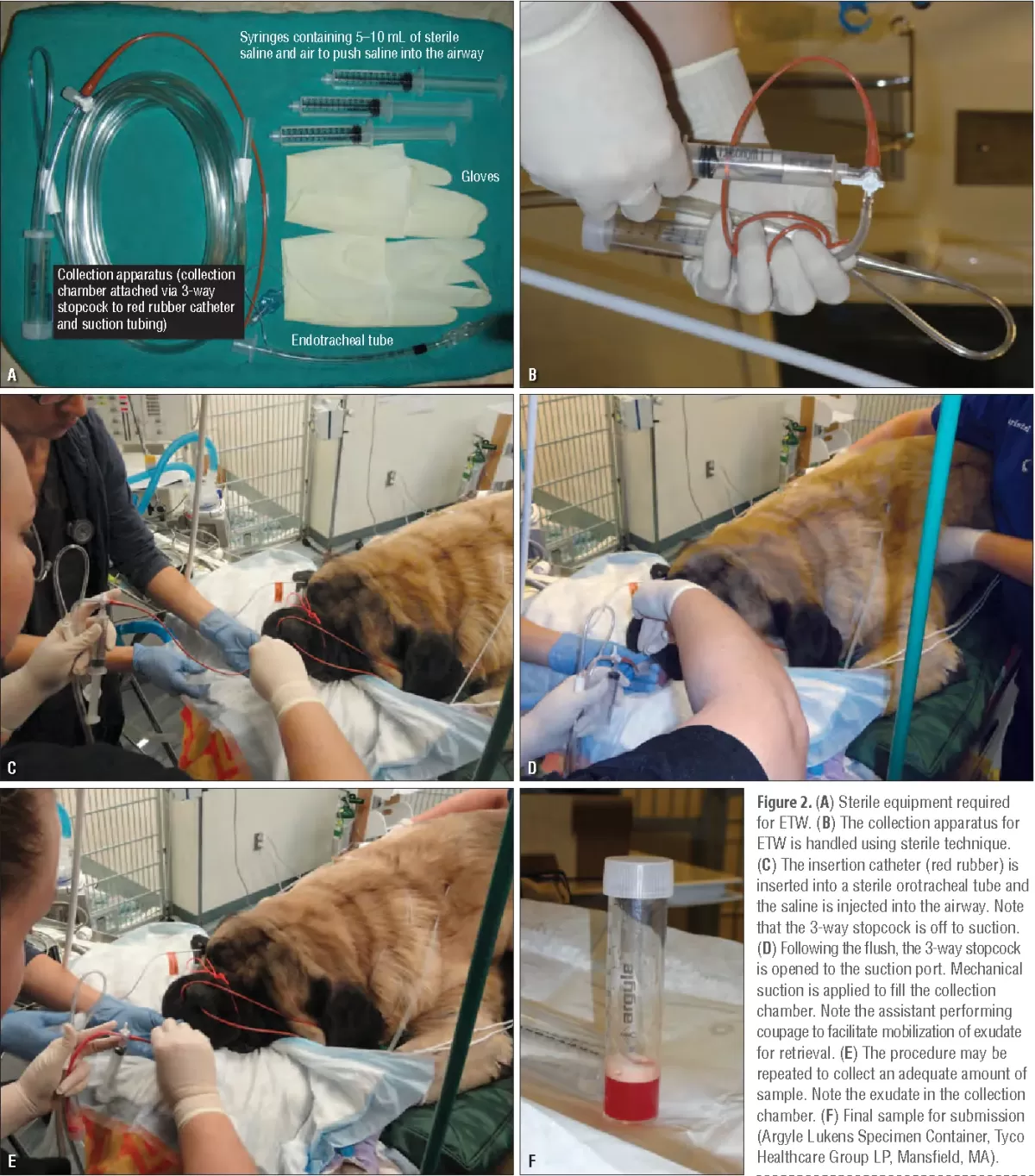 Aspiration pneumonia in dogs: pathophysiology, prevention, and  diagnosis. 