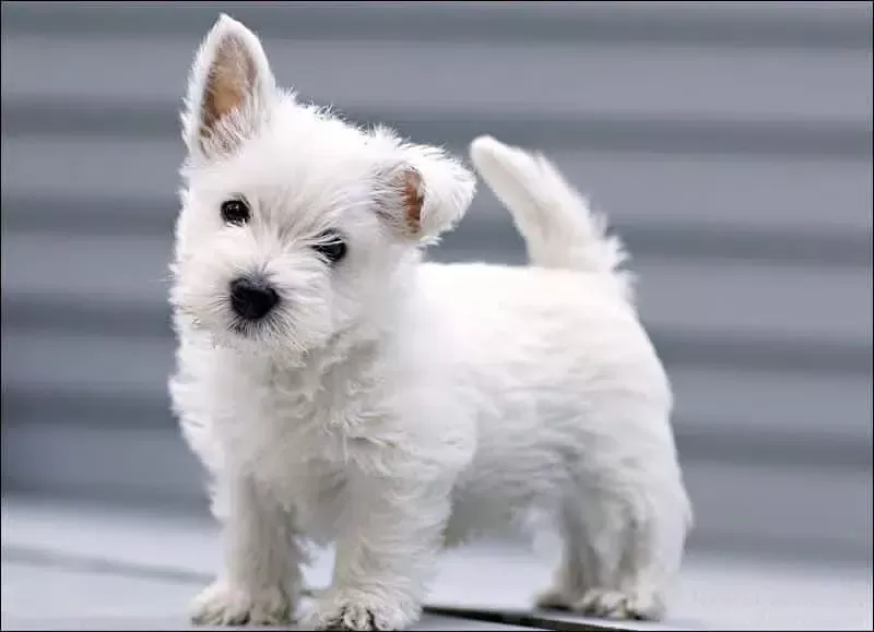 Batı Yayla Beyaz Terrier