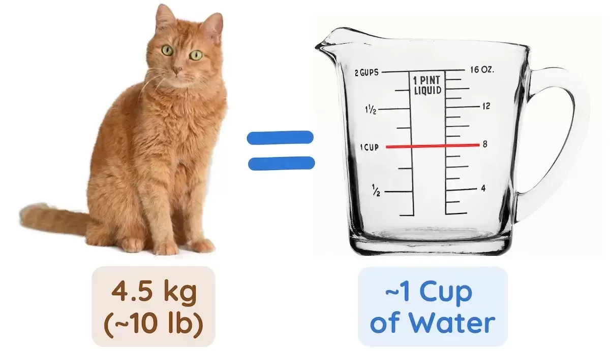 How Much Water Should a Cat Drink?