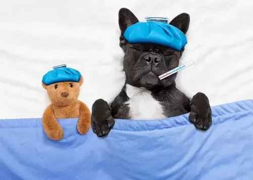 How to Tell If Dog Has Fever Without Thermometer