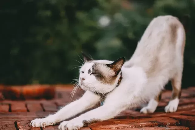 Why do cats raise their butts when you pet them?