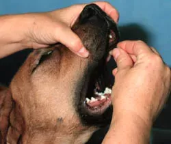 Giving oral medications to your dog