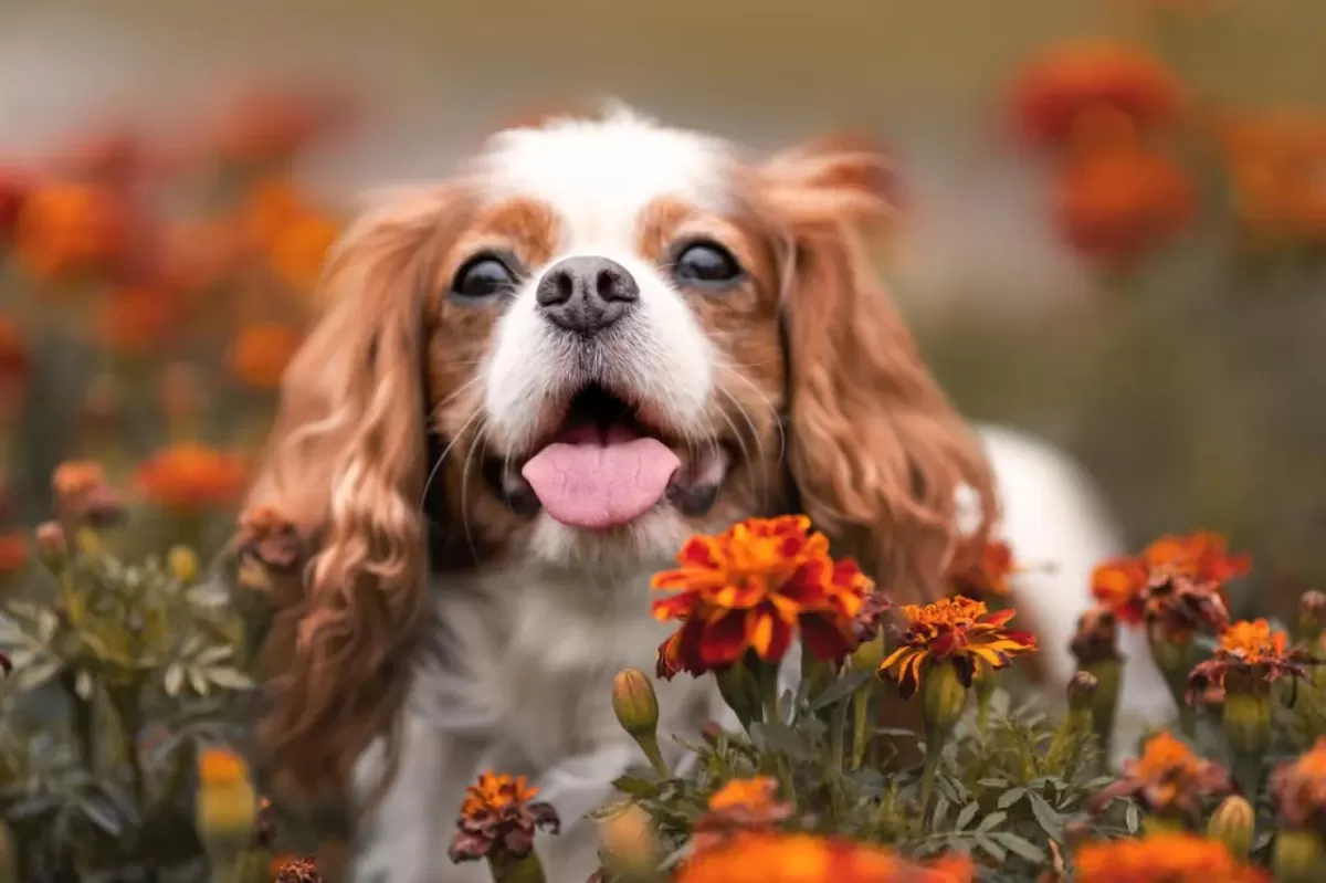 dog playing