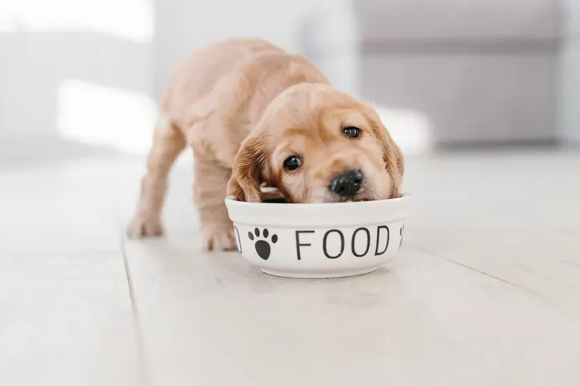 How Much Protein is in Dog Food