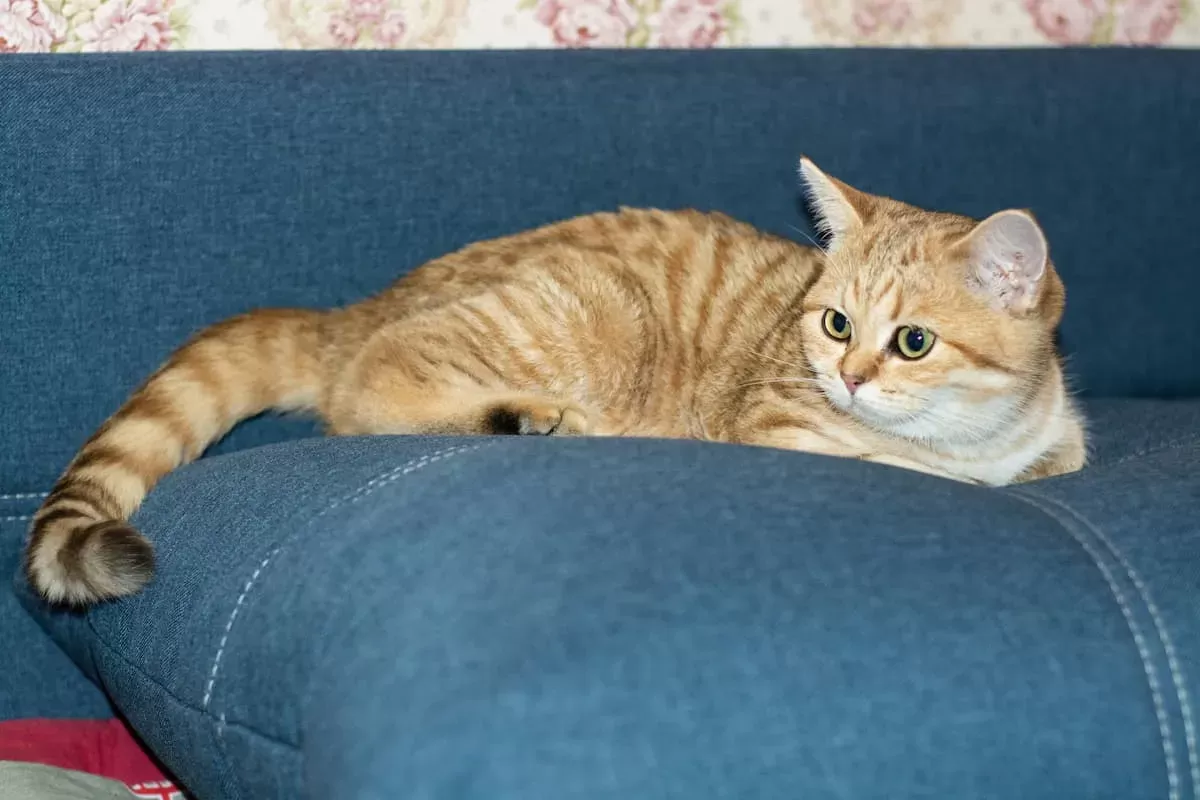 Why Does My Cat Smell Like Poop? Unraveling the Feline Odor Mystery
