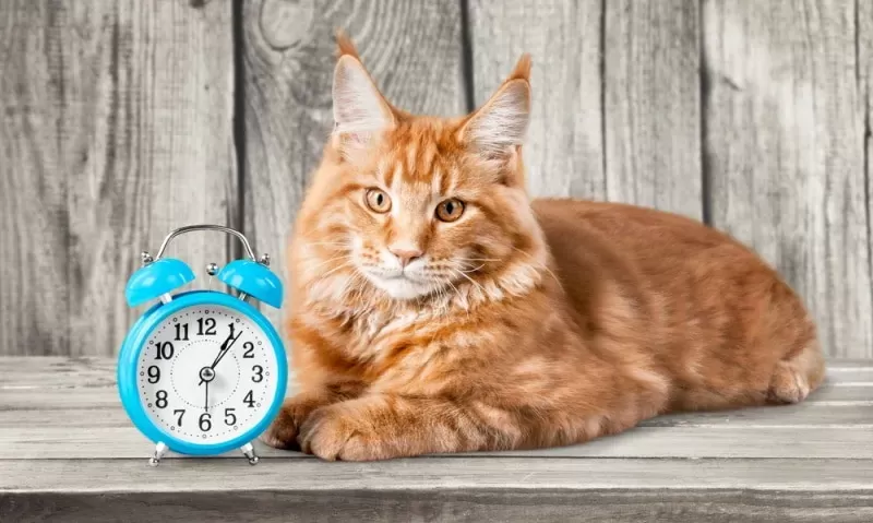 Do Cats Know How Long You're Gone?