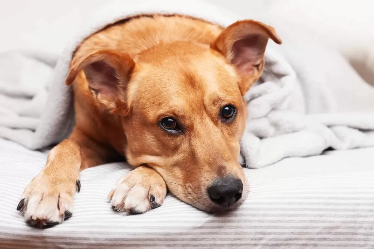 Why Dogs Have Diarrhea and How to Help