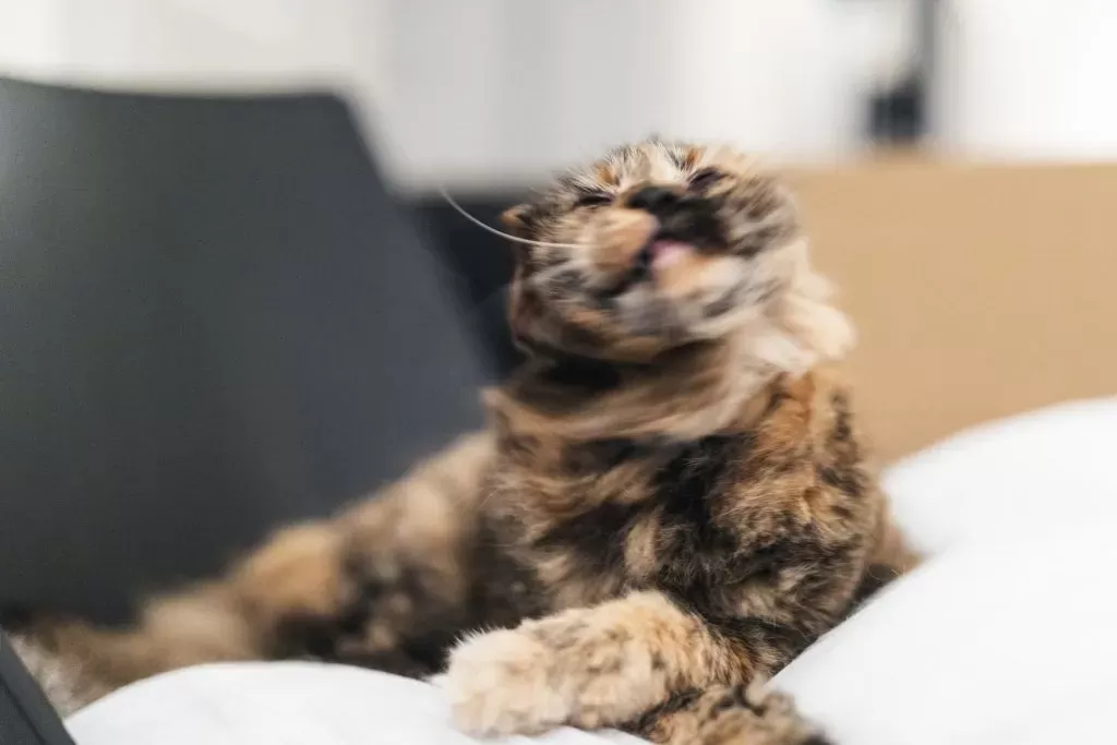 Cat Shaking Head