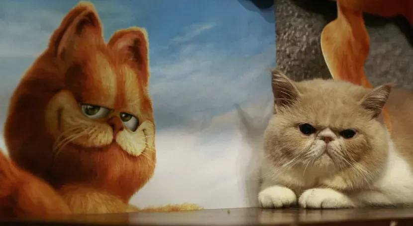 Which Kind Of Cat Is Garfield