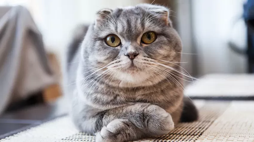 5 Things You Didn't Know About Scottish Fold Cats | Pet Health Insurance &  Tips