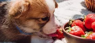 Can Dogs Eat Strawberries