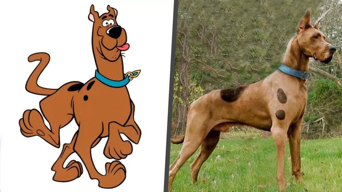 Unmasking Scooby Doo Puainta
